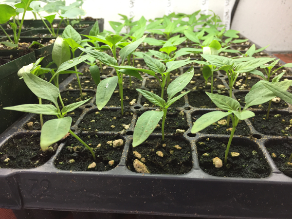 lots of veggie seedlings available at the farm stand in spring